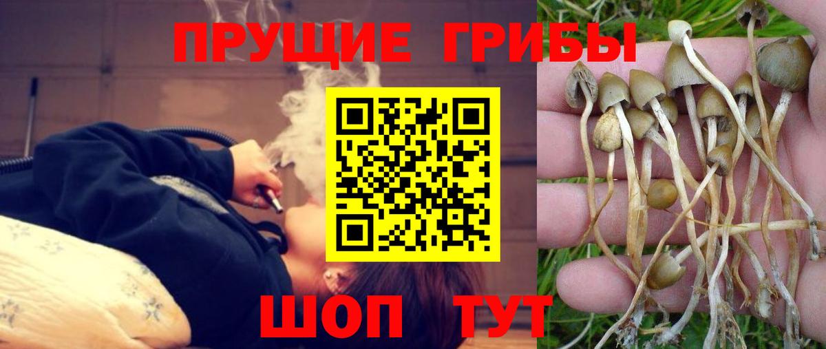 Галлюциногенные грибы Psilocybine cubensis Апатиты